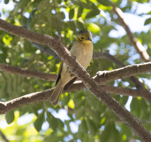 Yellow-tinted Honeyeater (Ptilotula flavescens), photo 9