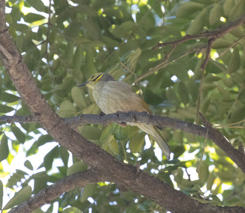 Yellow-tinted Honeyeater (Ptilotula flavescens), photo 8