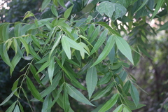 Carya illinoinensis