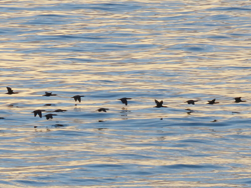 iNaturalist: (c) Gigi Laidler, some rights reserved (CC BY-NC), uploaded by Gigi Laidler iNaturalist image