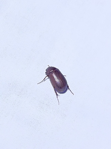 iNaturalist observation photo of Scarabs