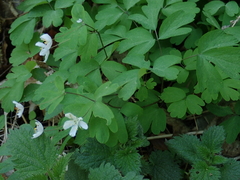 Isopyrum thalictroides