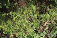 Salix nigra
