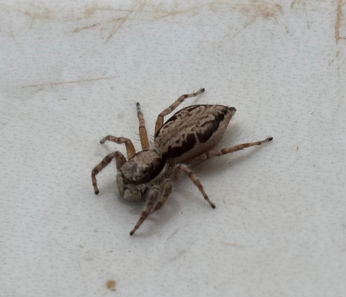 Gray Wall Jumping Spider