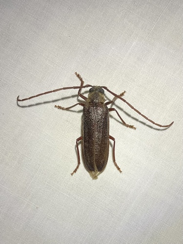 iNaturalist observation photo of Tragosoma