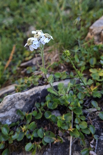 Achillea atrata, photograph 6