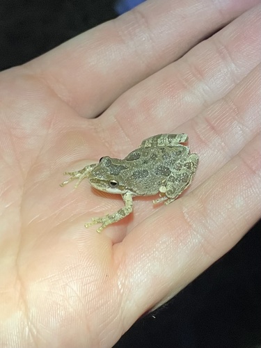 iNaturalist observation photo of Pacific chorus frog