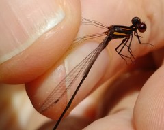 Prodasineura verticalis