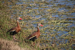 Dendrocygna autumnalis