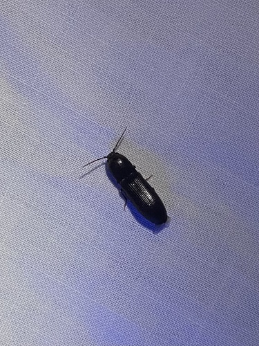 iNaturalist observation photo of Click Beetles