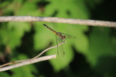 Pachydiplax longipennis