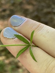 Galium uniflorum