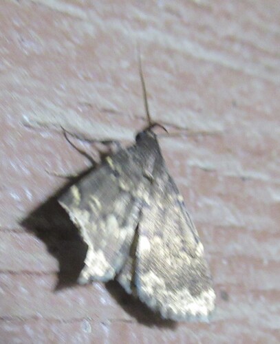 Glossy Black Idia Moth photo 4