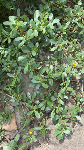Common Purslane