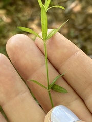 Galium uniflorum