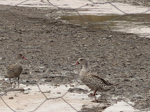 iNaturalist: (c) Antonia, some rights reserved (CC BY-NC), uploaded by Antonia iNaturalist image