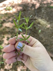 Galium uniflorum