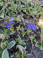 Veronica fruticans, photograph (c) Ida B D Jacobsen, some rights reserved (CC BY)