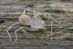 Scytodes pallida