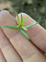 Galium uniflorum