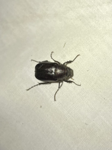 iNaturalist observation photo of Scarabs