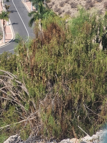 Plocama pendula, photograph 3