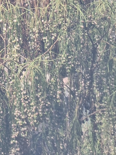 Plocama pendula, photograph 4