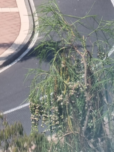 Plocama pendula, photograph 5