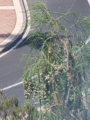 Plocama pendula, photograph (c) Vítor Jorge, some rights reserved (CC BY)