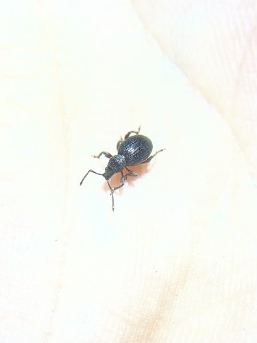 iNaturalist observation photo of True Weevils