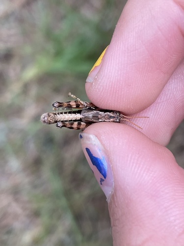 iNaturalist observation photo of Short-horned Grasshoppers