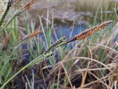 Carex elata