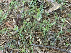 Galium uniflorum