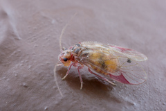 Amphipsocidae