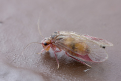 Amphipsocidae