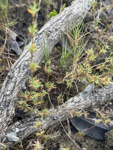 Distichlis littoralis, photograph 6