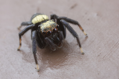 Thorelliola ensifera