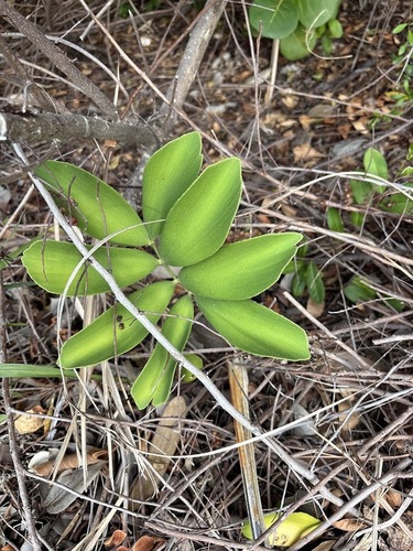 Zamia furfuracea