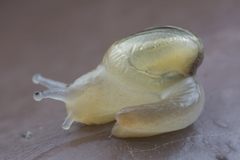 Helicarion perfragilis