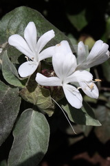 Barleria albostellata