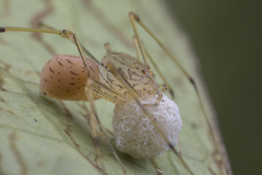Scytodes pallida