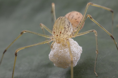 Scytodes pallida