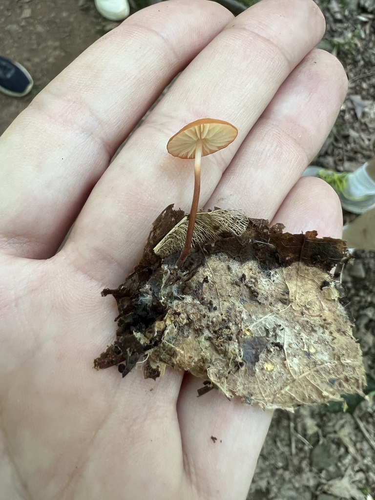 Marasmius sullivantii · July 2026 · photo: Photo: no rights reserved · iNaturalist