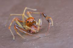 Viciria pavesii