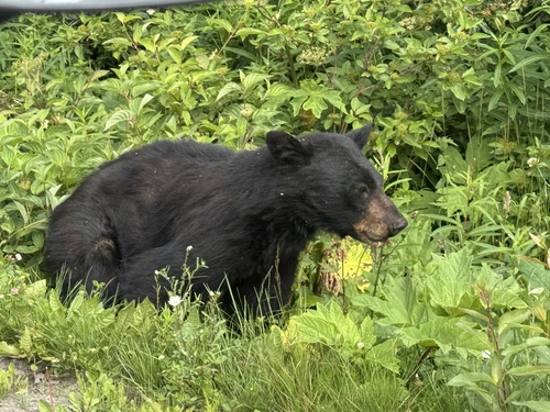 American Black Bear
