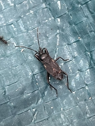 iNaturalist observation photo of True Bugs