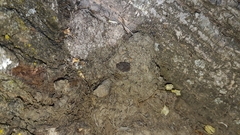 Sciocoris microphthalmus