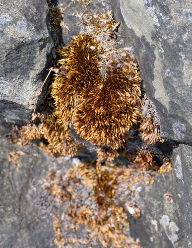 Imbribryum miniatum observed 2026-07-12