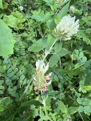 Trifolium canescens