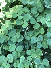 Trifolium